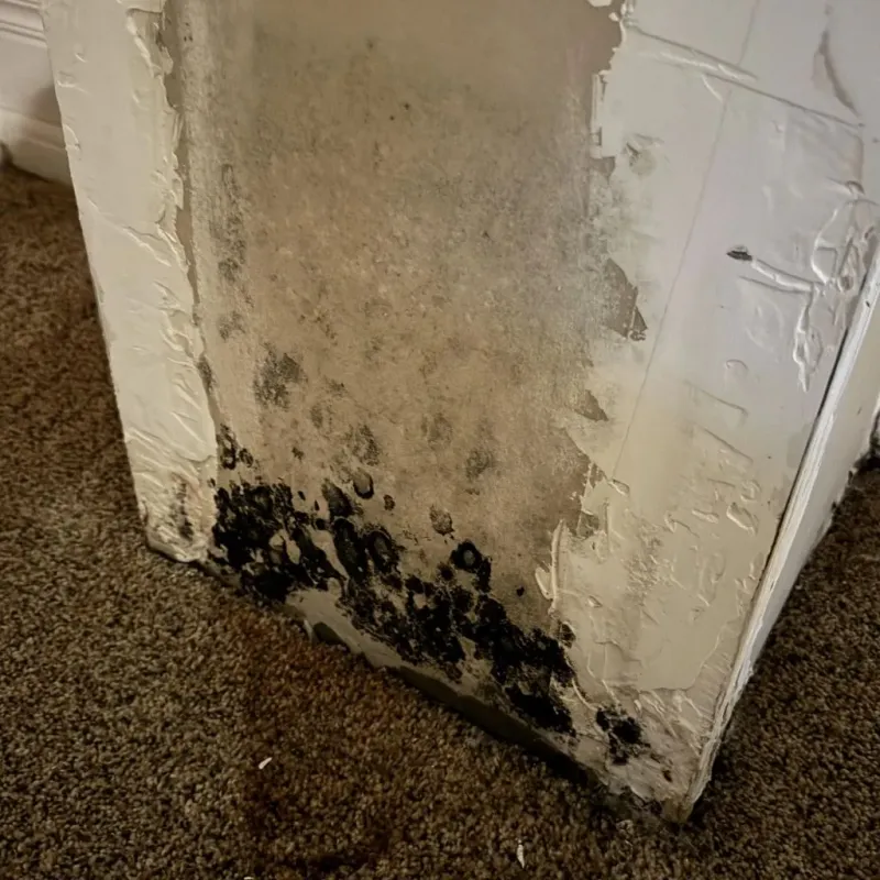 Professional Mold Removal in Decatur, IL